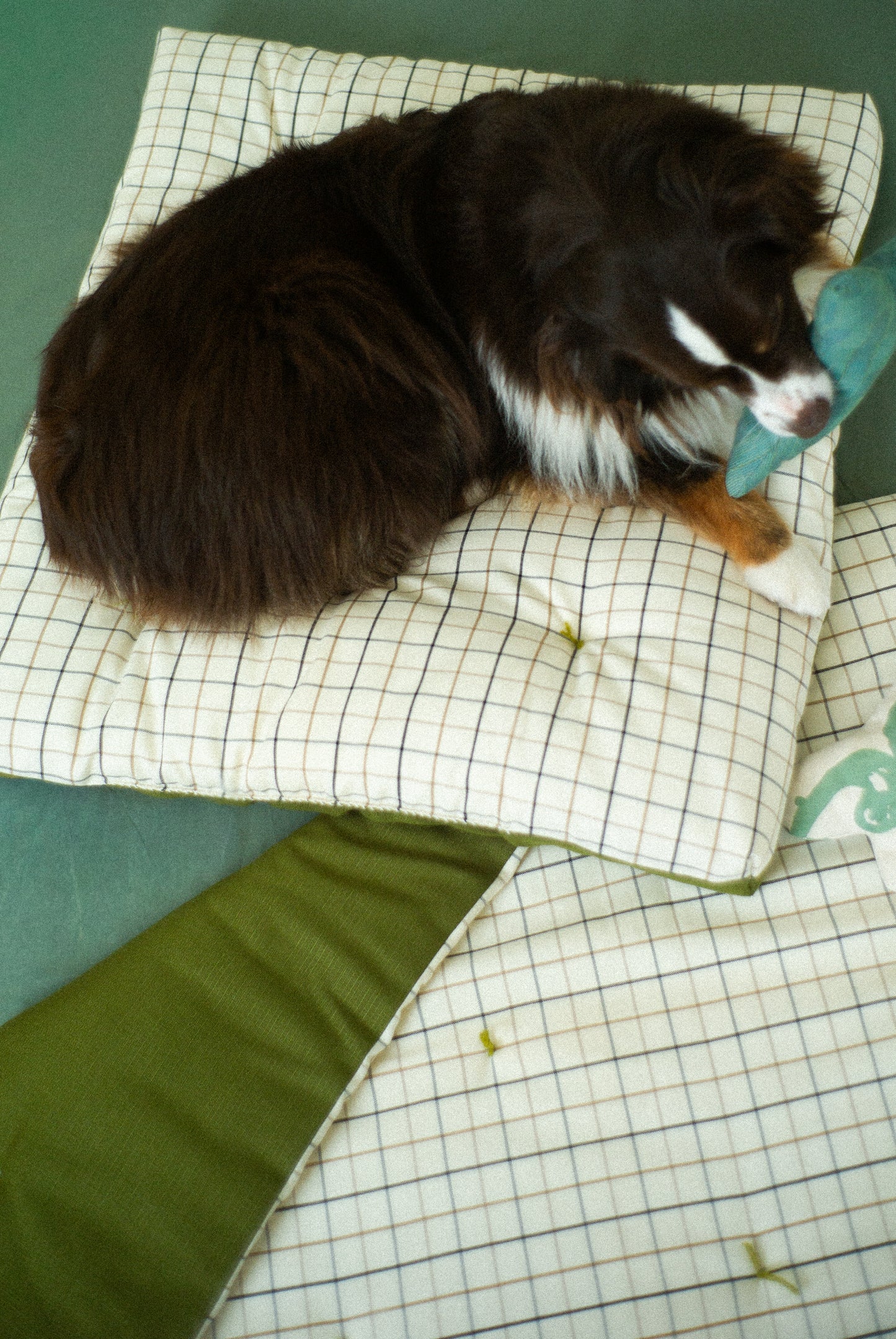 Dog lying on a checkered blanket with a green background