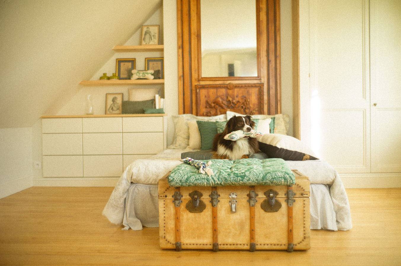 Dog lying on a bed with an old-fashioned suitcase at the foot of the bed in a cozy room.