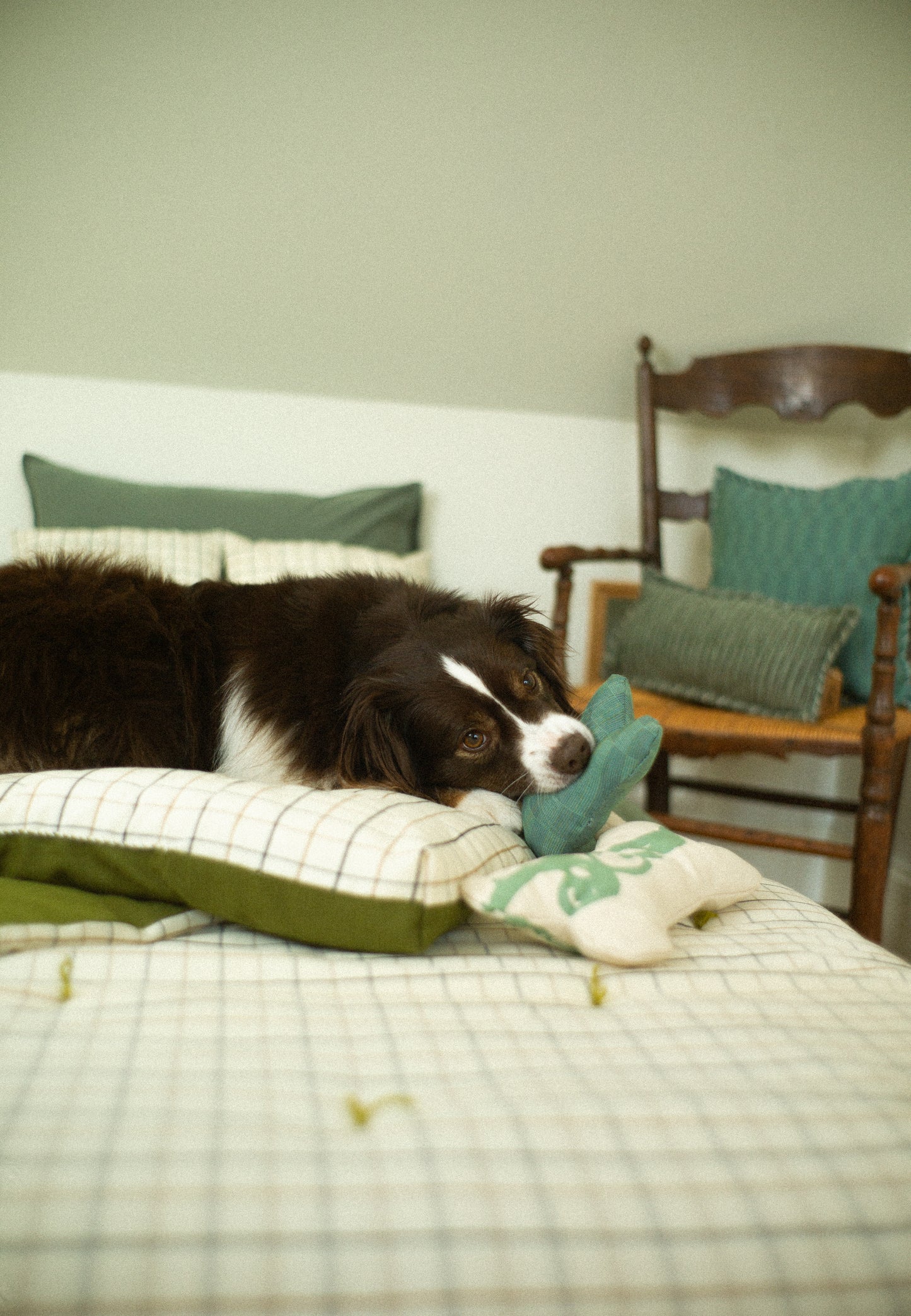 Dog lying on a bed with a green pillow and toy, next to a wooden chair with green cushions.