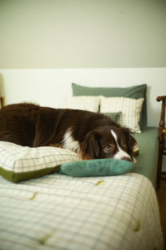 Dog lying on a bed with matching checkered and green throw and matching pillows