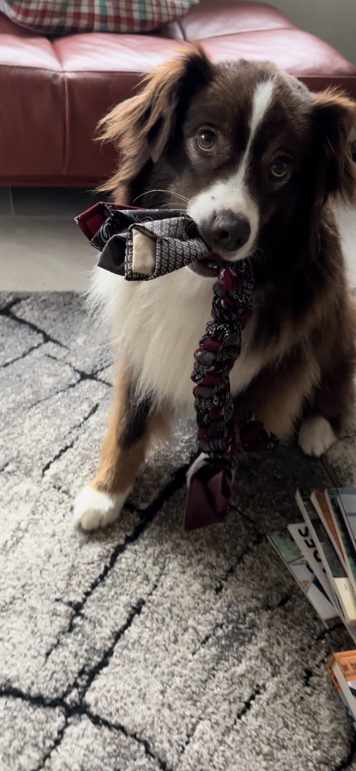 Dog holding a tug toy on a carpeted floor