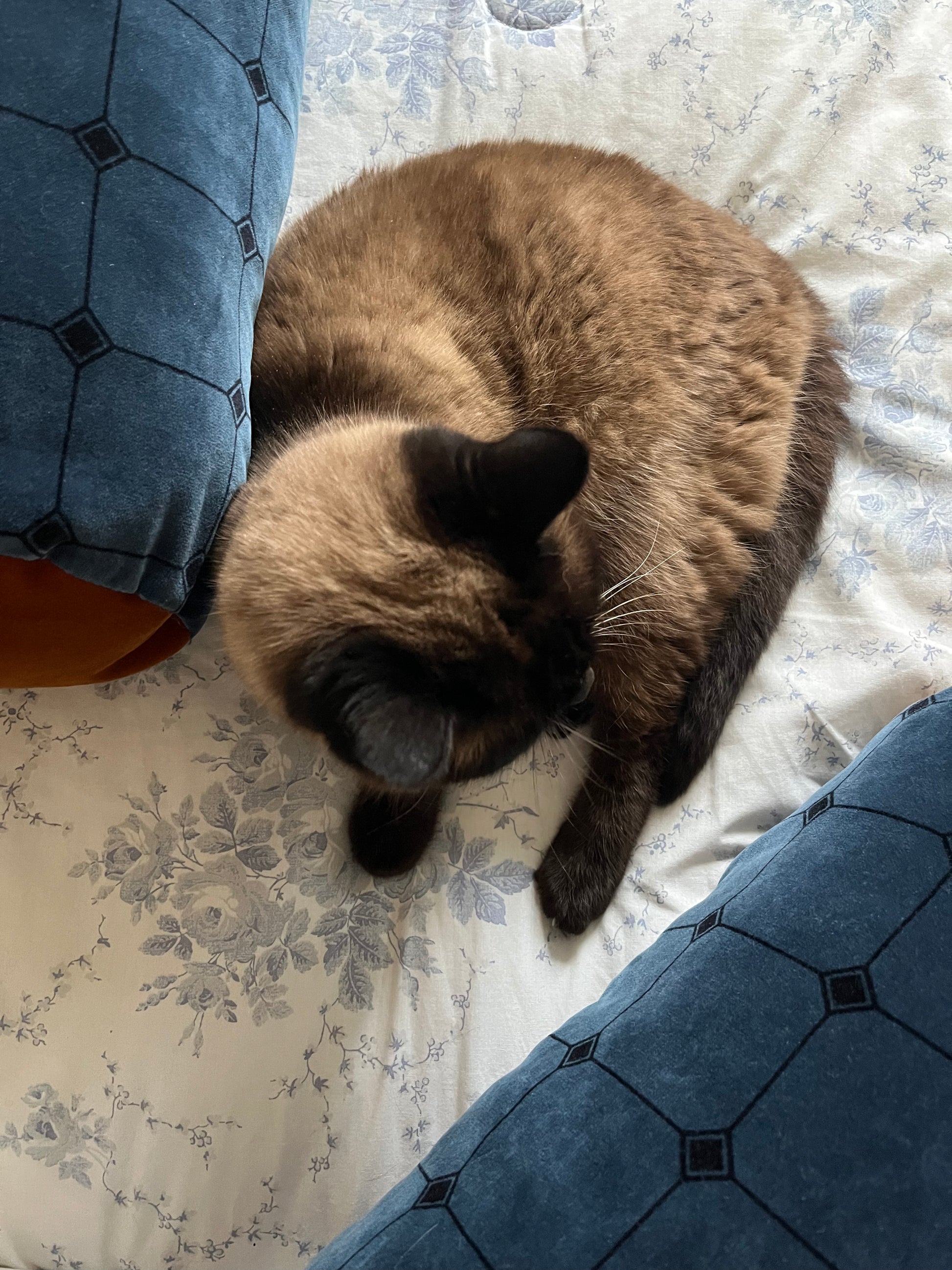 Cat lying with blue velvet details bolsters