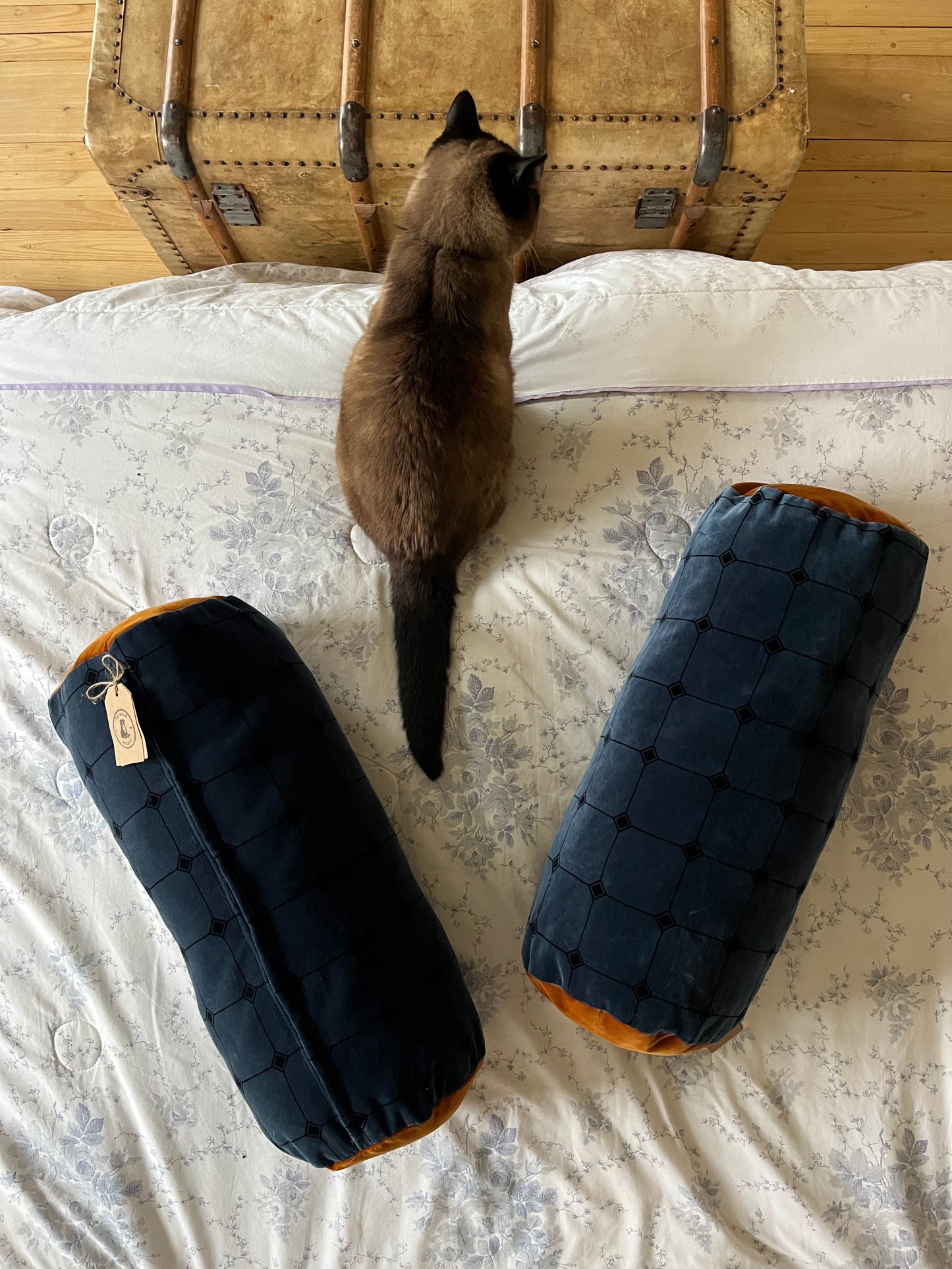 Cat on a bed with two navy velvet bolsters